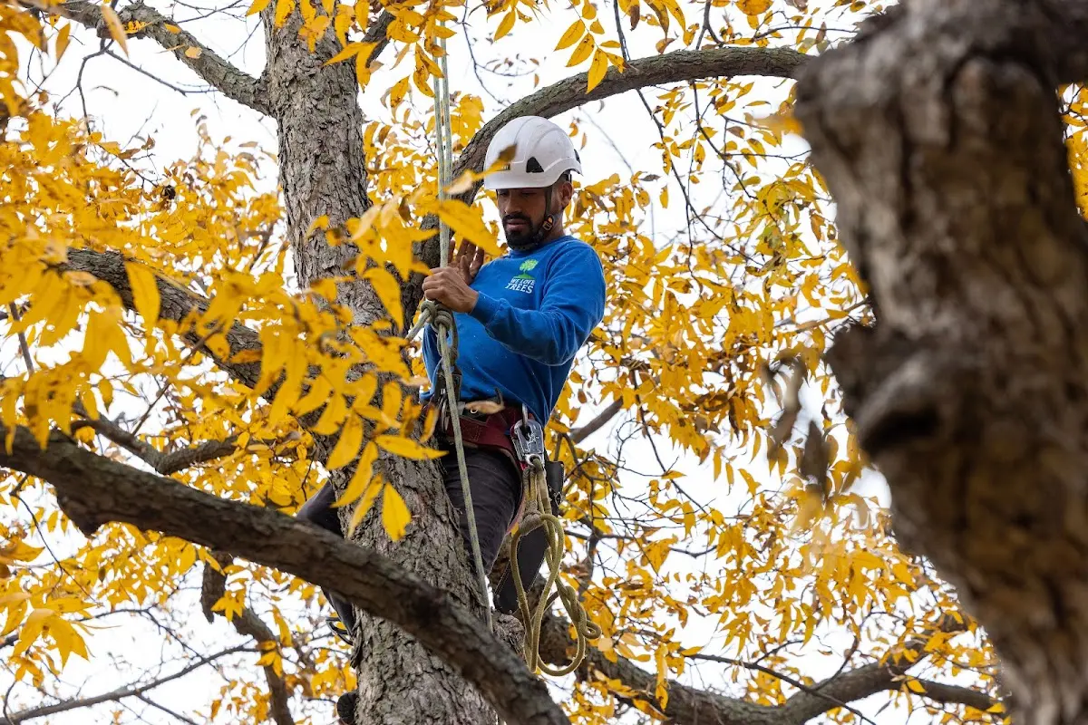 Skilled Tree Trimming crew working in Hermitage
